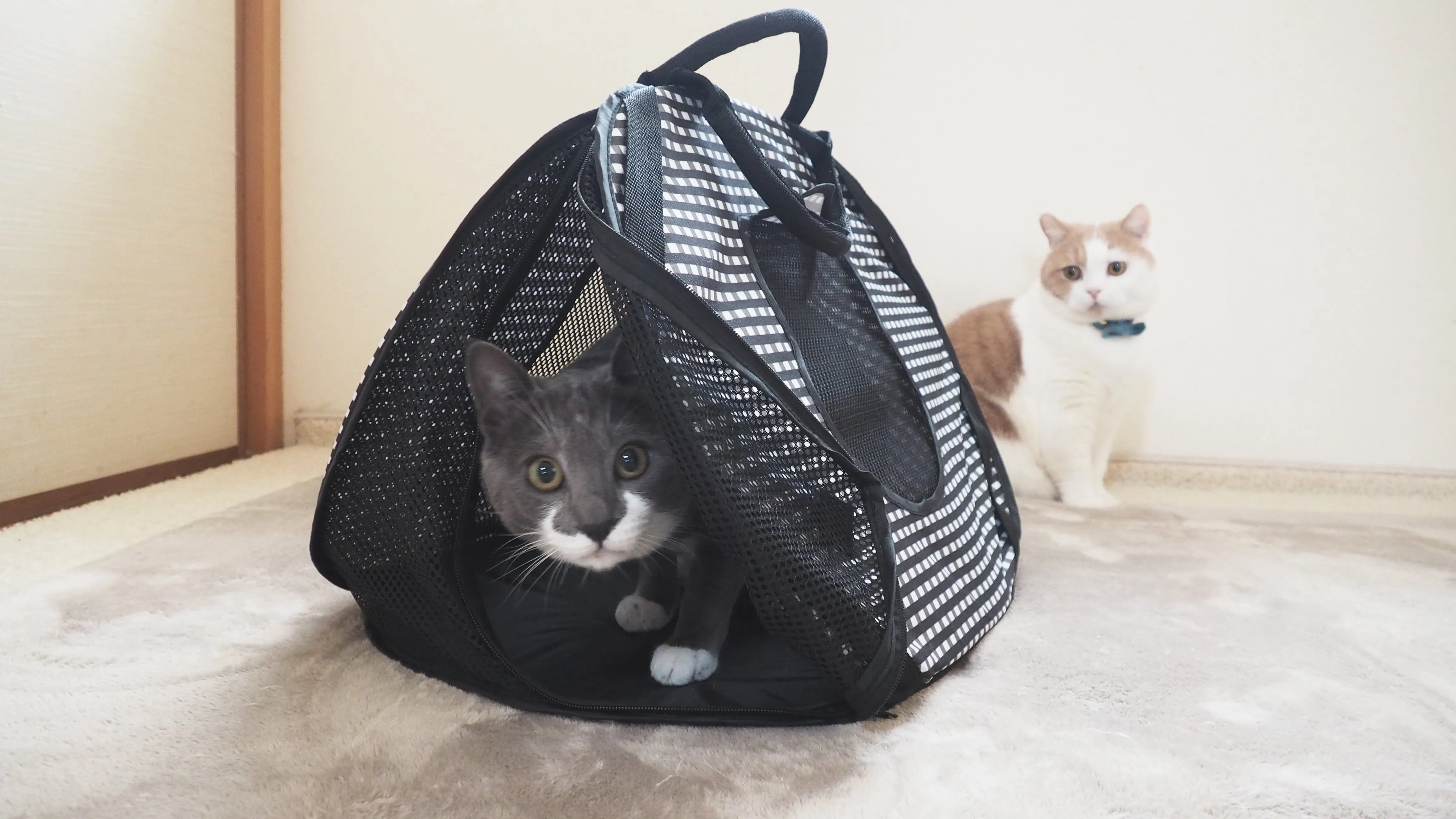 Ultralite Pop-Up Cat Carrier, Portable & Light-Weight, 7"X7"X3"