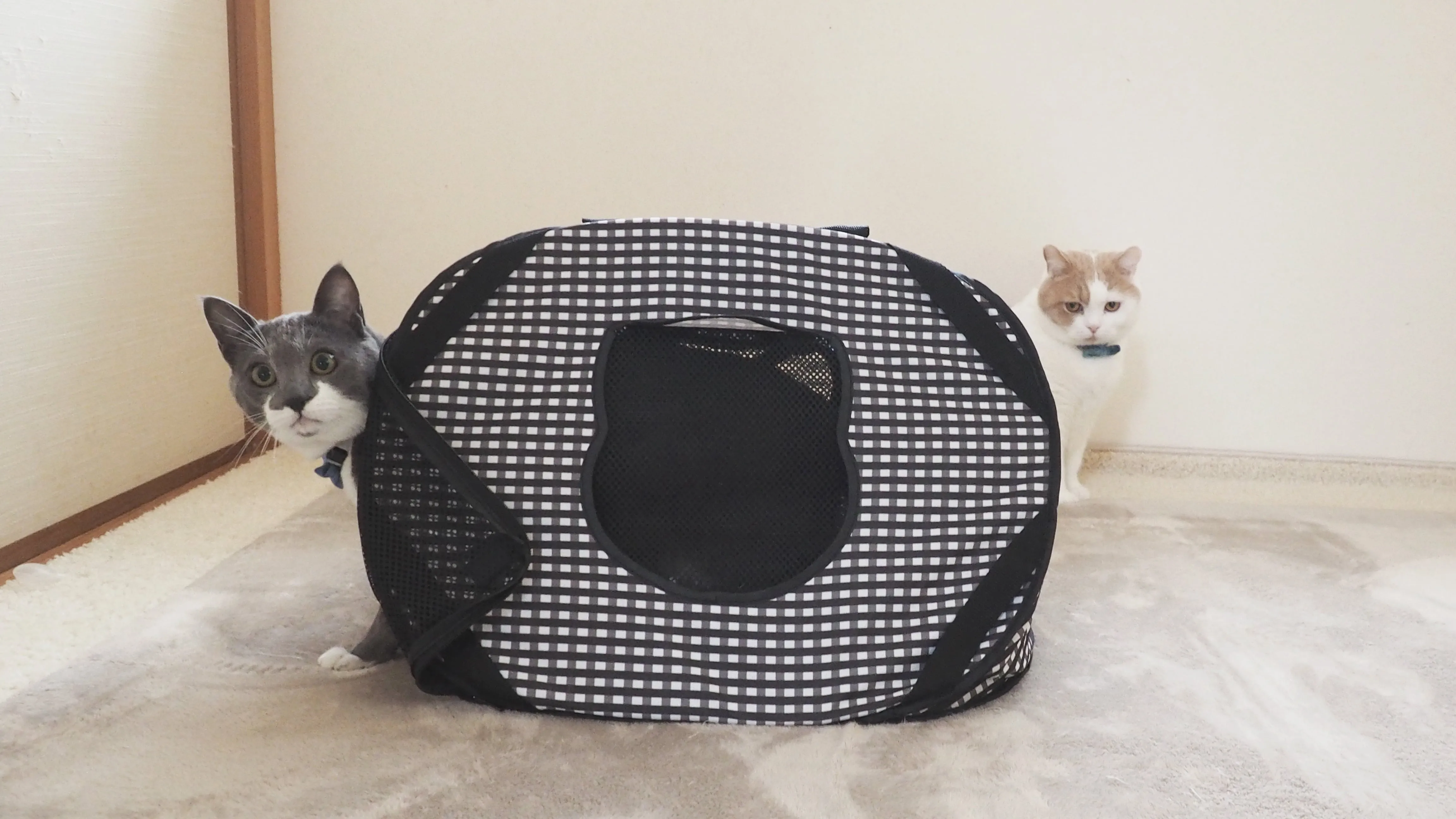 Ultralite Pop-Up Cat Carrier, Portable & Light-Weight, 7"X7"X3"